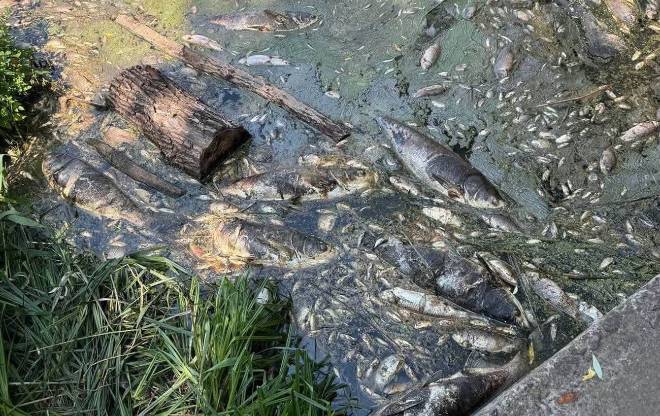 Вода з водойм Борщагівки: аналізи виявили перевищення шести показників
